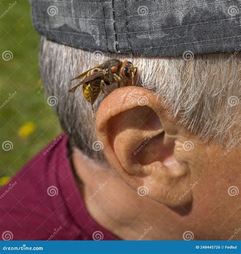 Big Hornet On Human Ear Before Insect Bite Stock Photo Image Of