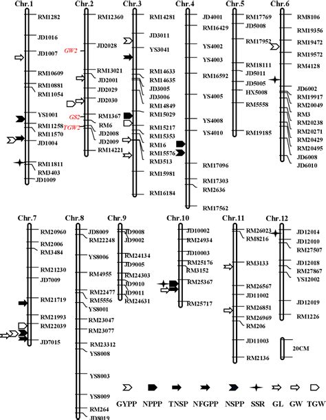 Figure 5 From Dissecting The Genetic Basis Of Yield Traits And