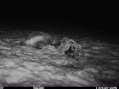 A few photos of wolverine feeding on a brown bear carcass : r/Hunting