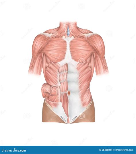 Upper Body Muscles Diagram Quizlet Atelier Yuwa Ciao Jp