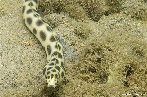 Myrichthys Maculosus Ocellate Snake Eel Reef Life Survey