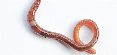 Invasive Worms Jump Into Oregon Oregon State University