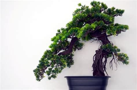 Come Curare Il Mandarino Bonsai Mondo Bonsai