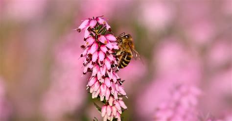 Erica Caratteristiche E Cura Della Pianta GreenStyle