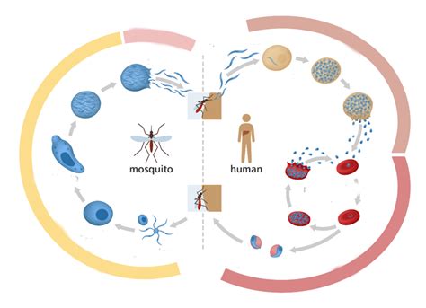 Plasmodium Malariae Diagram