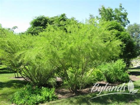 Small Irregular Vase Shaped Tree With Feathery Fern Like Light Green