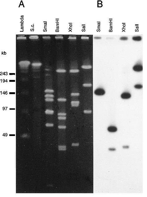 Analysis Of M Hominis Pg21 Genomic Dna By Pulsed Field Gel