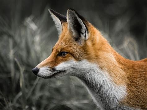 141 Best Fox Head Profile Images On Pinterest Fox Red Fox And Red