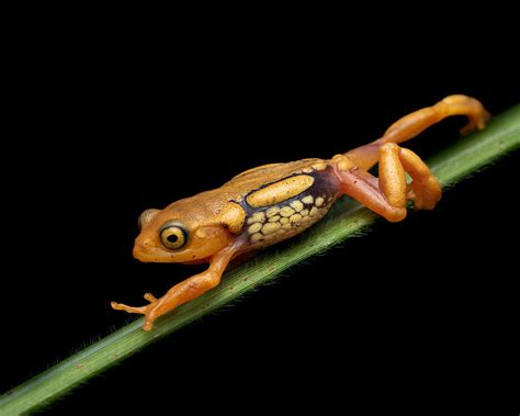 Resplendent Frog Photograph by Nilakshi - Fine Art America