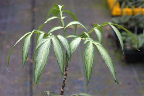 Amorphophallus Laoticus