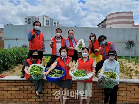 부평1동 지역사회보장협 옥상 텃밭 첫 수확물 홀몸노인들에게 전달 경인매일 세력에 타협하지 않는 신문