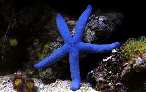 Types Of Saltwater Starfish For Aquariums Build Your Aquarium