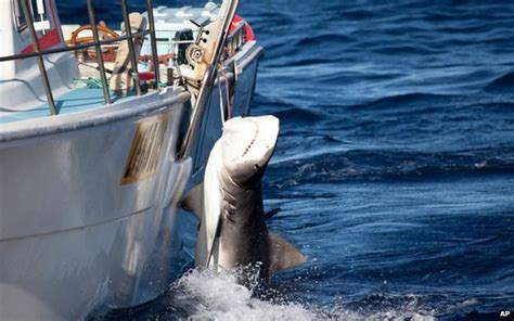 Can Science Stop Sharks Attacking Humans Bbc News