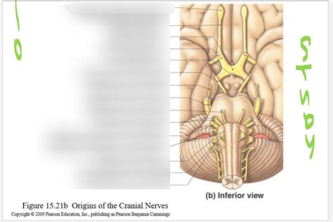 Origin Of Cranial Nerves Pt Lab Exam Diagram Quizlet