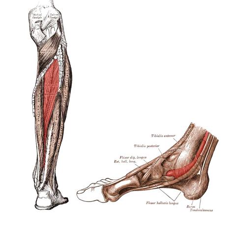 Tibialis Posterior Anatomy Study Origin Insertion Action