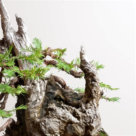 Coastal Redwood No. 7 | Bonsai Mirai