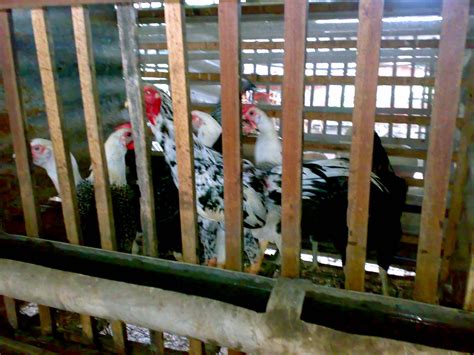 Tanjung Labuh Agro Farm Ladang Ternakan Ayam Kampung Crossbreading