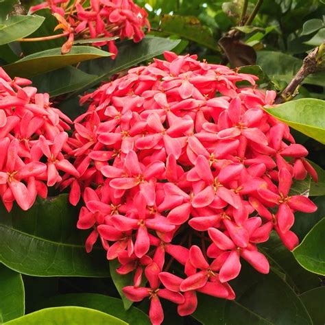 Ixora Clusters St Croix Usvi June 2020