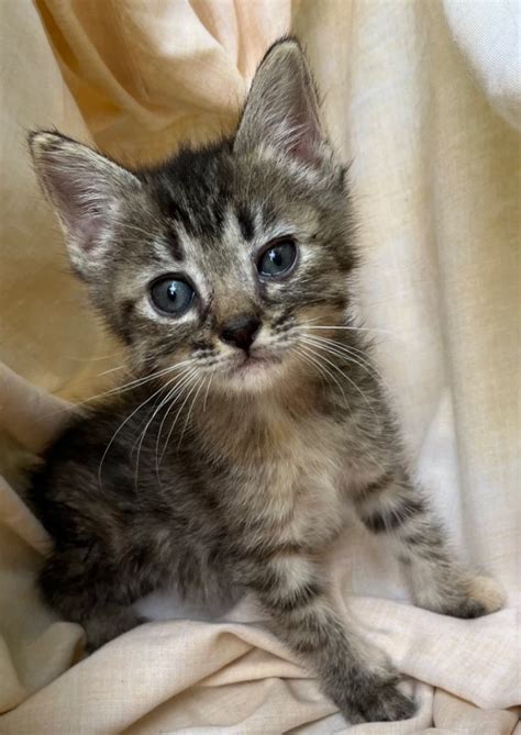 Cat for adoption - Kittens-tabby, n Siamese mix kittens, a Siamese ...