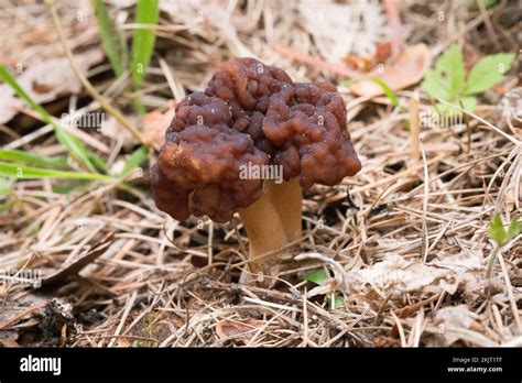 A False Morel Mushroom Gyromitra Esculenta Growing Under Mixed Fir