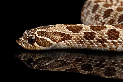 Reasons Why A Hognose Snake A Must Have Reptile Pet - HERPsupplies