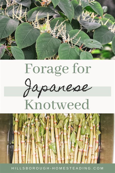 Wild Edible: Japanese Knotweed – Hillsborough Homesteading