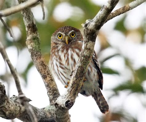 Ferruginous Pygmy Owl Glaucidium Brasilianum Photo Tom Murray