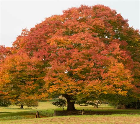 japanese elm tree roots - Leilani Puente