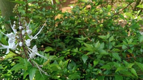 Khasiat Rebusan Daun Kumis Kucing Jaga Kesehatan Ginjal Hingga