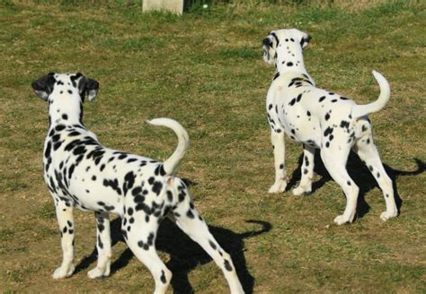 Dalmatinski pas štenci