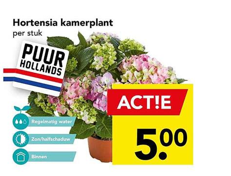 Hortensia Kamerplant Aanbieding Bij Deen Folders Nl