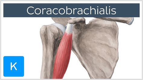 Coracobrachialis Muscle Overview - Human Anatomy | Kenhub - YouTube