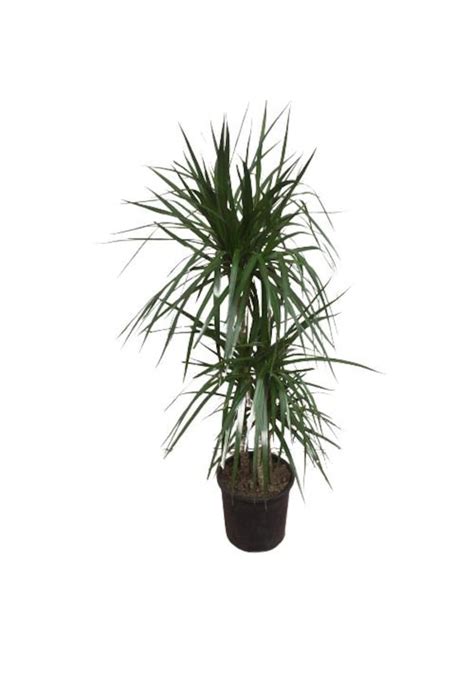 Dracena Marginata Bitkisi K Kl Fiyatlar Ve Zellikleri