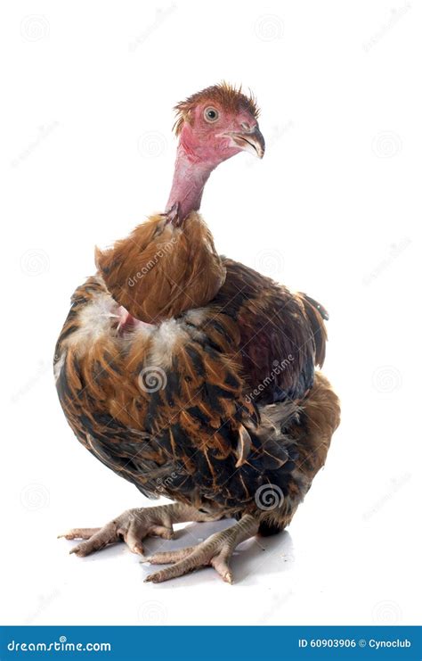 Naked Neck Chicken Stock Photo Image Of Chicken Poultry