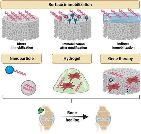 Frontiers Antimicrobial Peptides For Bone Tissue Engineering