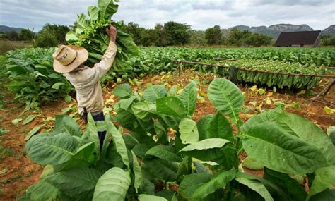 Tobacco Farmers Smell Fortune Daily News