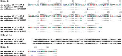 deduced amino acid sequences   hkt gene amplified