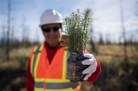 Tsilhqot’in National Government and Shell team up to plant 840,000 trees