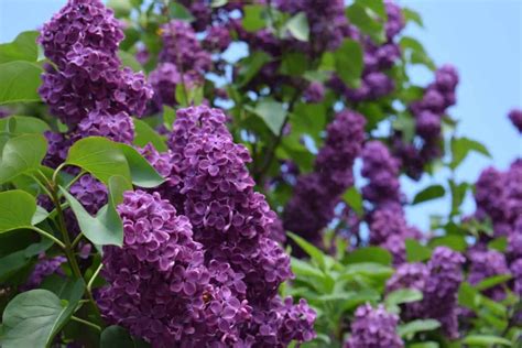 Id E Jardin Petits Arbustes Aux Fleurs Mauves Planter Au Jardin