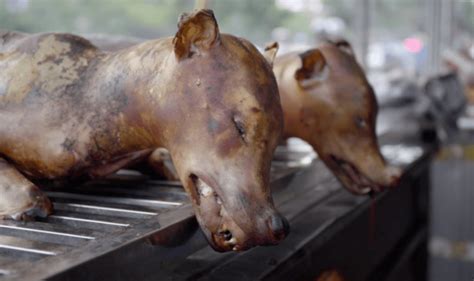 Officials in Vietnamese city urges citizens to stop eating dog meat ...