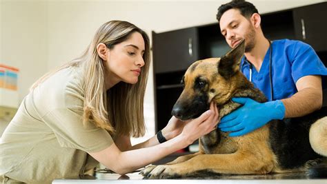 Castrar Un Perro Beneficios Y Consideraciones Importantes Sumimascotas