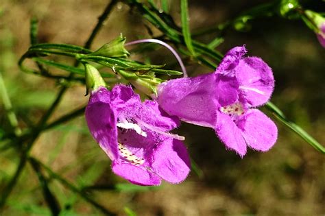 Agalinis Purpurea Wildflowers Of The National Capital Region