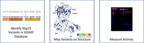 新兴 Sars Cov 2 Nsp15 核糖核酸内切酶变体的生化特征journal Of Molecular Biology X Mol