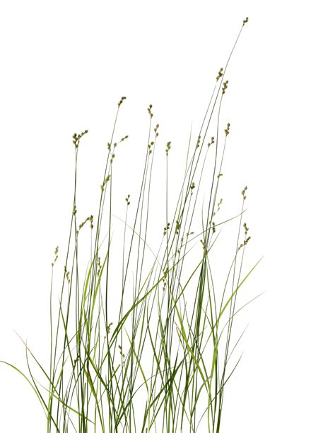 Sedges Have Edges Still