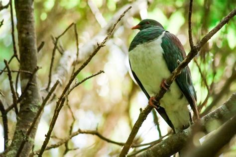 The Birds of Tiritiri Matangi - New Zealand - My Free Range Family