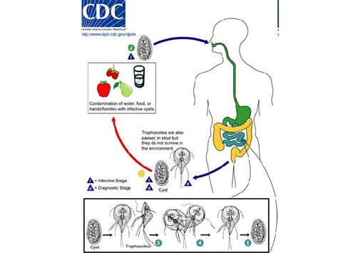 Other Flagellated Protozoa Giardia Duodenalis Spironucleus Meleagridis Trichomonas