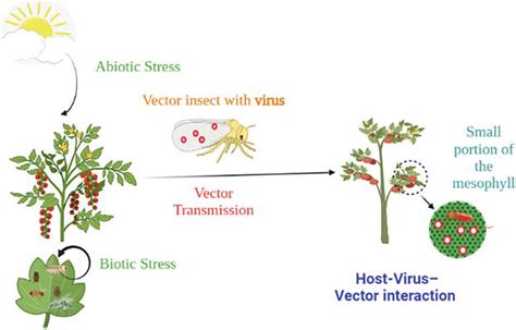 Leaf Curl Disease A Significant Constraint In The Production Of Tomato