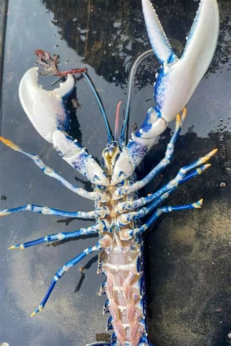 Belfast Lough Rare Blue Lobster Catch Two Million To One Shot Says