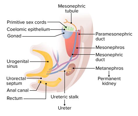 Embryonale Entwicklung Des Urogenitalsystems Lecturio