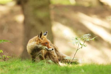 Red Fox Vulpes Vulpes At European Forest Wildlife Scene From Czech